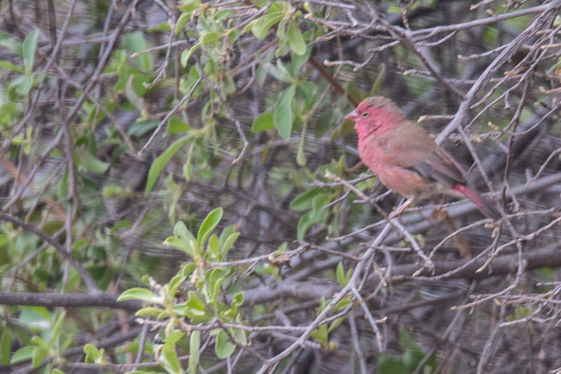 Amarante du Sénégal (Red-billed firefinch, lagonosticta senegala), mâle adulte typique, Shinde, Delta de l'Okavango, Botswana.